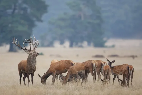Un cerf et sa harde de biches broutent dans le parc animalier du Domaine des Grottes de Han