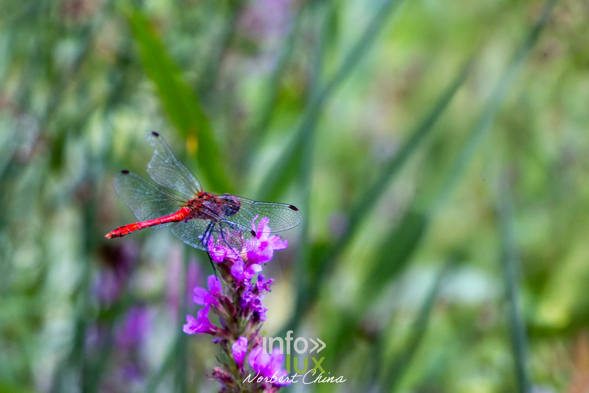 Parc du Chateau de Seneffe - libellule Libellule rouge posee sur une salicaire dans le parc du Chateau de Seneffe