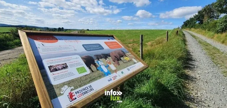 Circuit de la Ferme des Frênes à Tenneville : randonnée de 5,46 km (Cens)