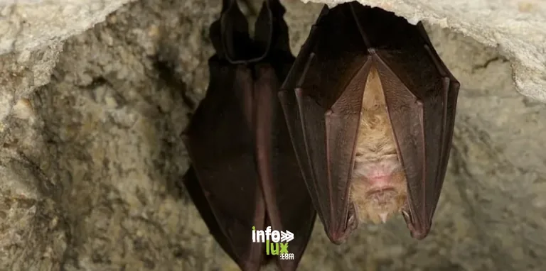 Saxon-Sion > Spectacle > Cité des Paysages – Nuit internationale de la Chauve-Souris