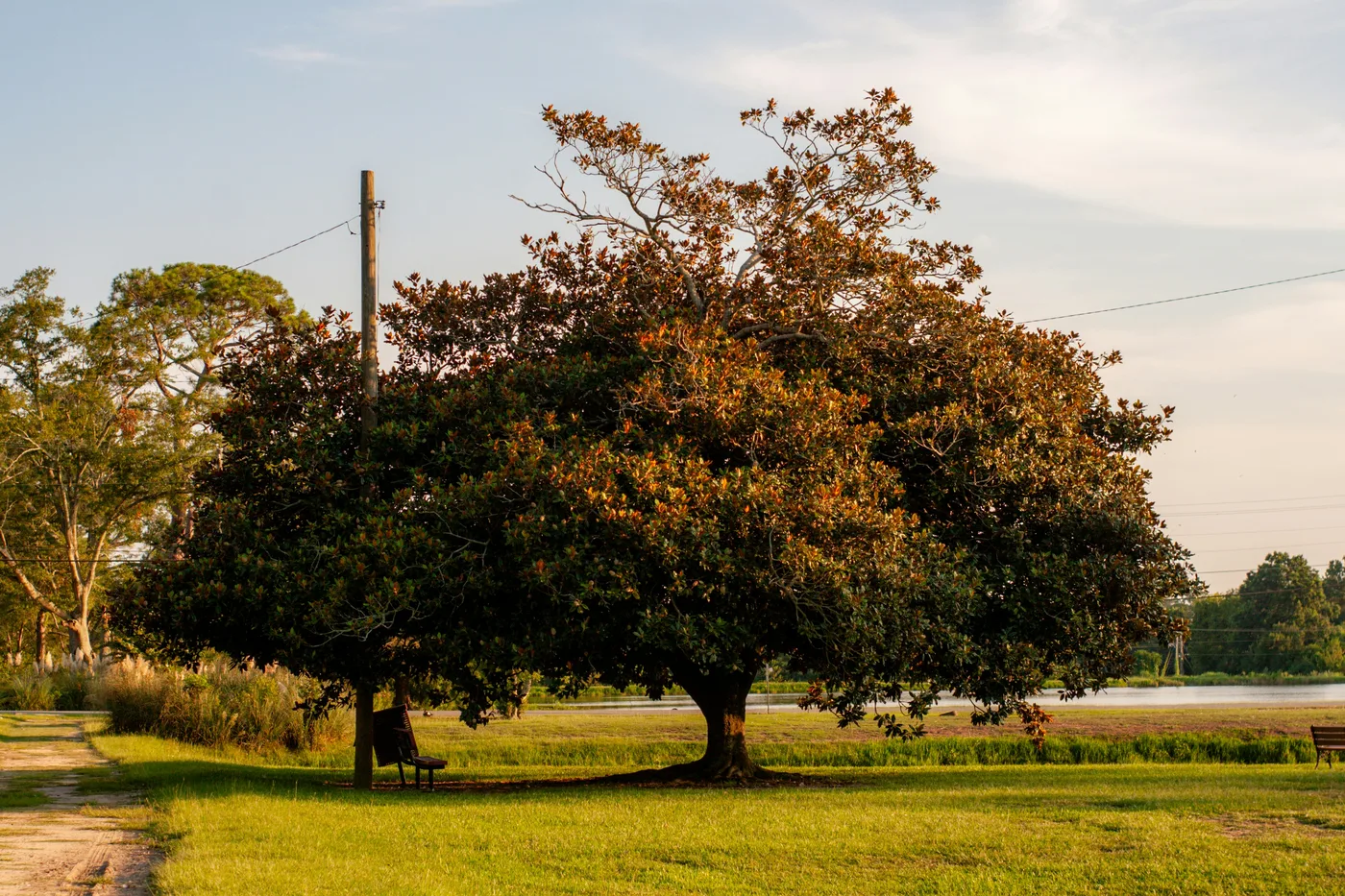 Grand arbre en fin d'ete dans la lumiere dorée, avant le changement de saison
