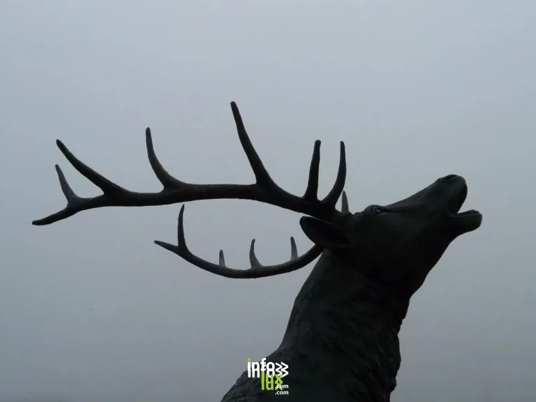 Habay > Balade > Conférence et sortie à l’écoute respectueuse du brame du cerf 2026