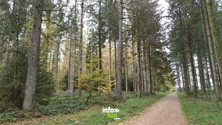 Derrière Homont à Maissin (Paliseul) : randonnée de 7 km