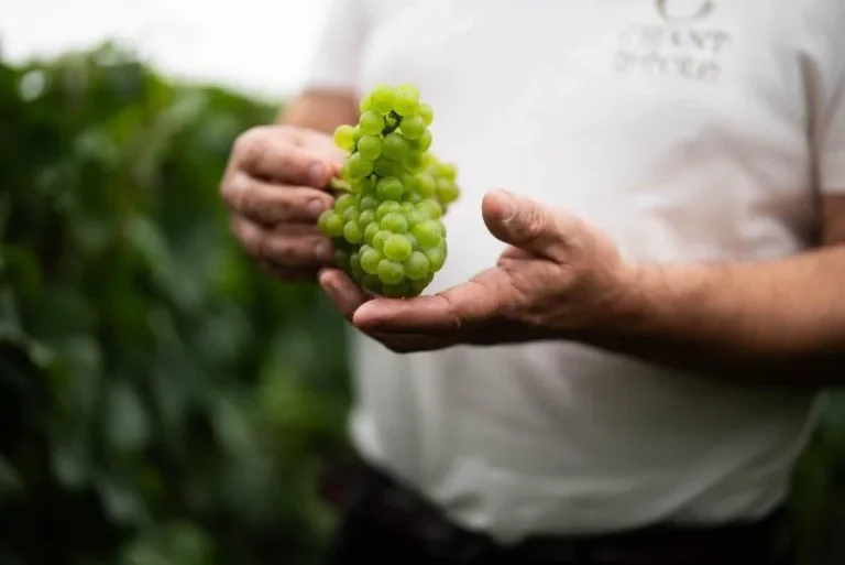 Un vendangeur du Domaine du Chant d'Eole tient une grappe de raisin blanc dans les vignes, à Quévy