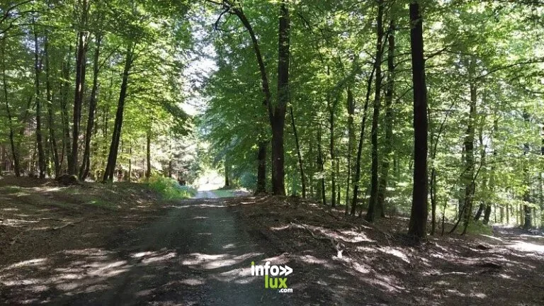 Du Ruisseau des Aleines à Fays-les-Veneurs (Paliseul) : randonnée de 11,7 km