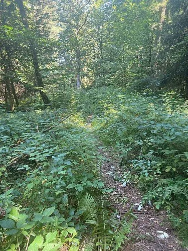 Du Tibaubois à Paliseul (Paliseul) : randonnée de 7,2 km