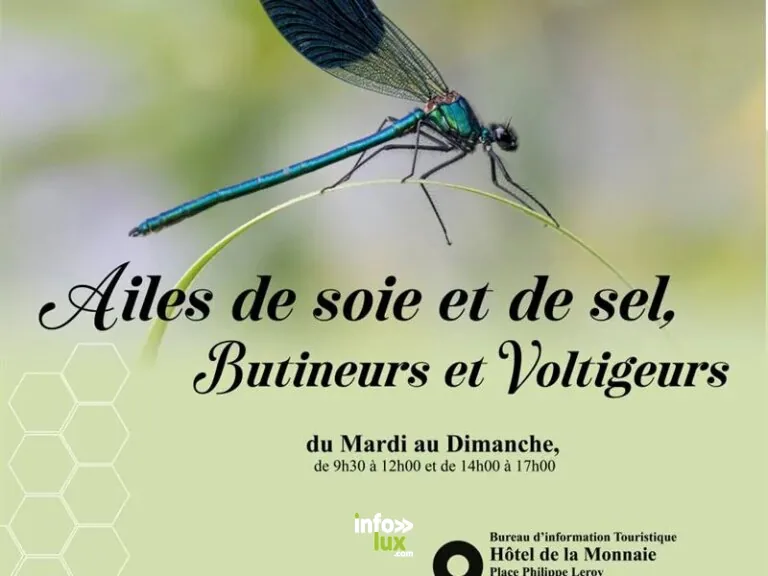 Exposition - Ailes de soie et de sel, butineurs et voltigeur à Vic-sur-Seille