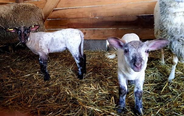 Ferme La Lisière du Bois à Largitzen