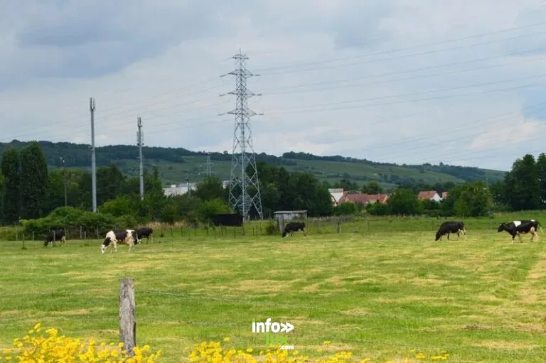 Ferme laitière du Gaentzig à Dorlisheim