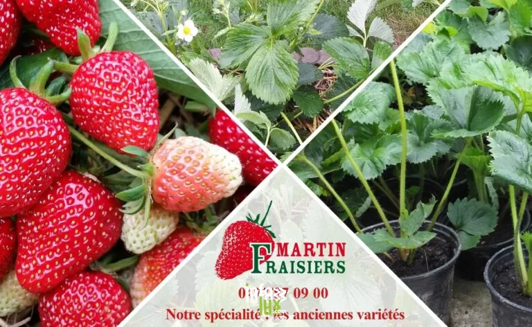 Soumagne > Festival > Festival des fraisiers et framboisiers 2026