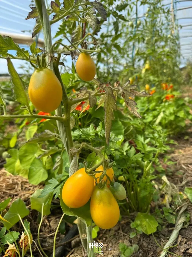 Gembloux > Fête > Fête de la tomate de Ekikrok ASBL 2026
