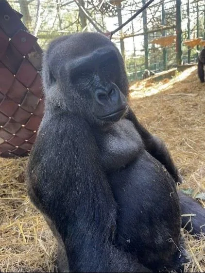 Boula, connue pour son tempérament joueur et expressif