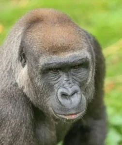 Pairi Daiza : Soundi et Boula, premières arrivées du nouveau groupe de gorilles