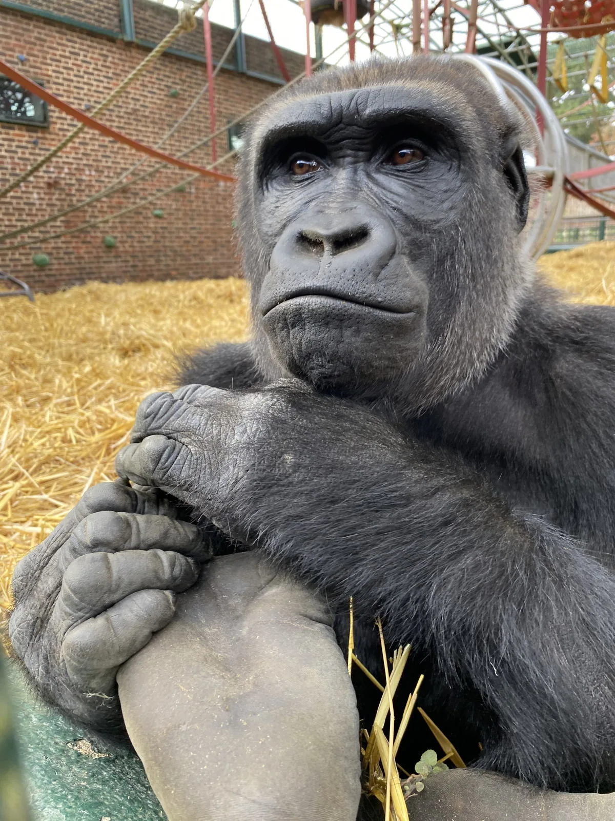 Soundi, née en 2016 au Howletts Wild Animal Park