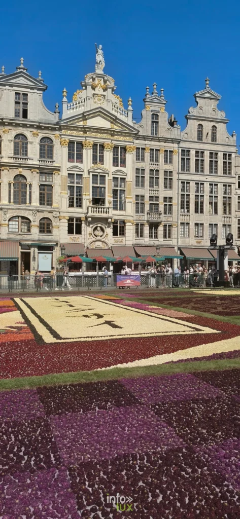 Aplats violets et jaunes du tapis de dahlias devant les façades bruxelloises