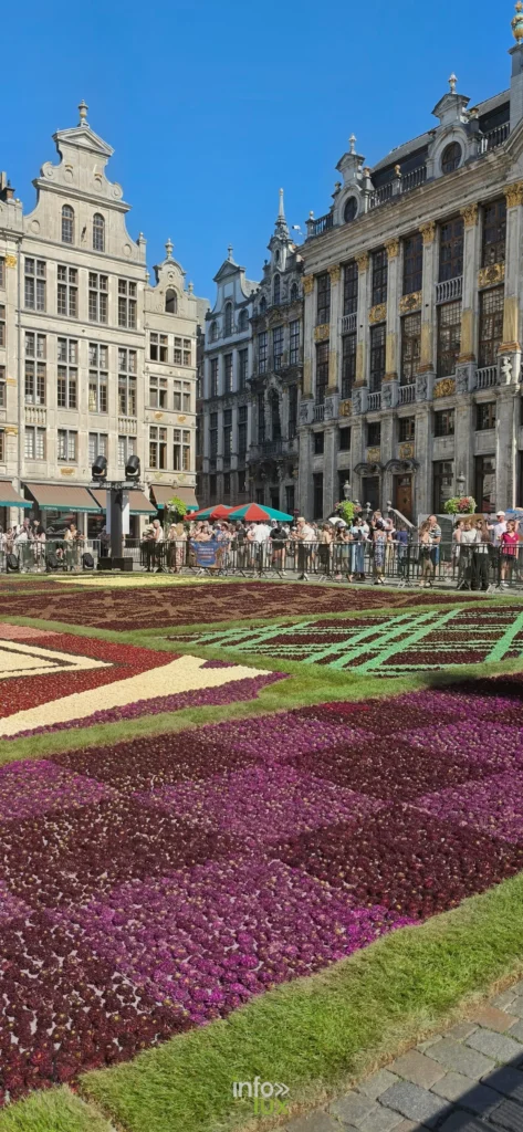 Zone violette du Tapis de Fleurs 2026 sur la Grand-Place de Bruxelles