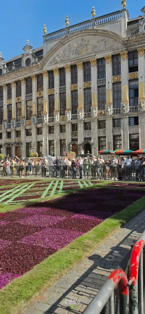 Tapis de dahlias et façades de la Grand-Place de Bruxelles