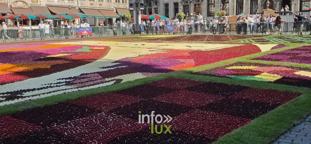 Détail des aplats roses et rouges du tapis de dahlias de Bruxelles