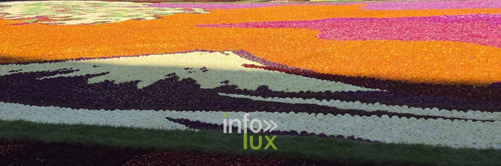 Détail de la vague orange et violette du tapis de dahlias de Bruxelles