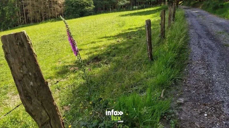 Haut Mont à Beth (Paliseul) : randonnée de 6,5 km