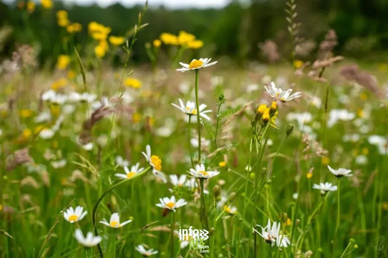 Histoire de plantes 2026