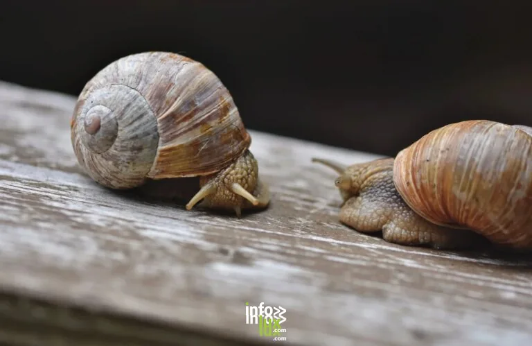 Les escargots de Margaux à Largitzen