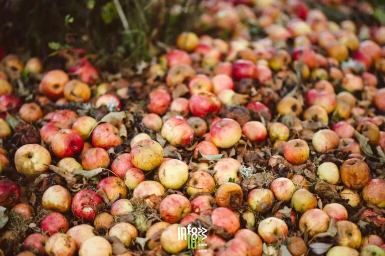 Association des Producteurs de Fruits de Lembach et Environs à Lembach