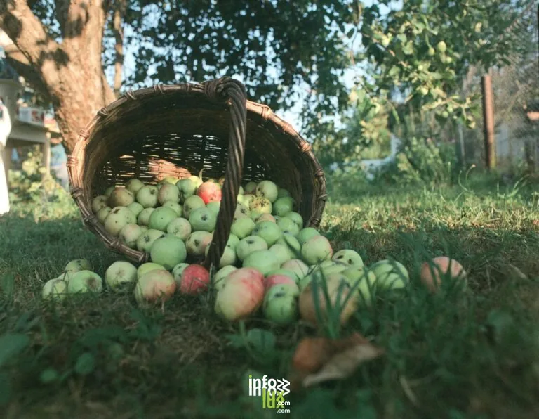 Le Paradis des Fraises -EARL Rederstorff à Riespach