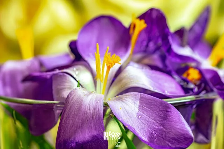 Illustration de safran et plantes aromatiques