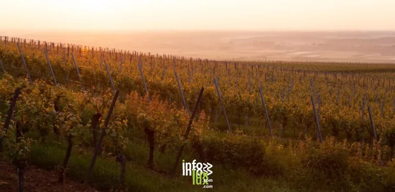 Domaine Claude Vosgien à Blénod-lès-Toul