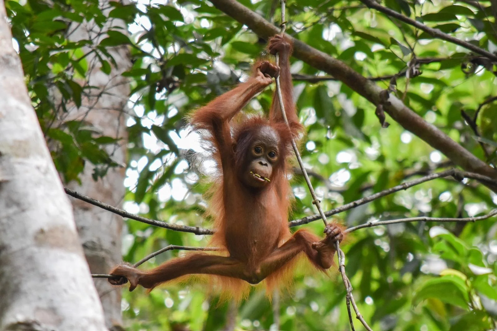 Jeune orang-outan sauvage - Sebangau, Borneo Jeune orang-outan de Borneo se deplacant de branche en branche dans la foret de Sebangau