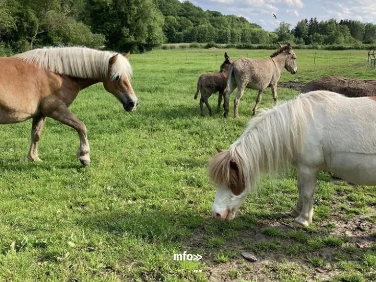 La Campagne du Ponyranch