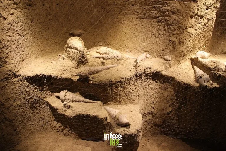 La Cave aux Coquillages à Fleury-la-Rivière
