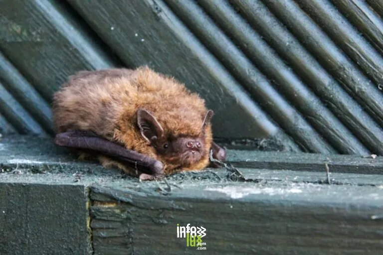 Attert > Sortie > La nuit de la chauve-souris — Post 2026