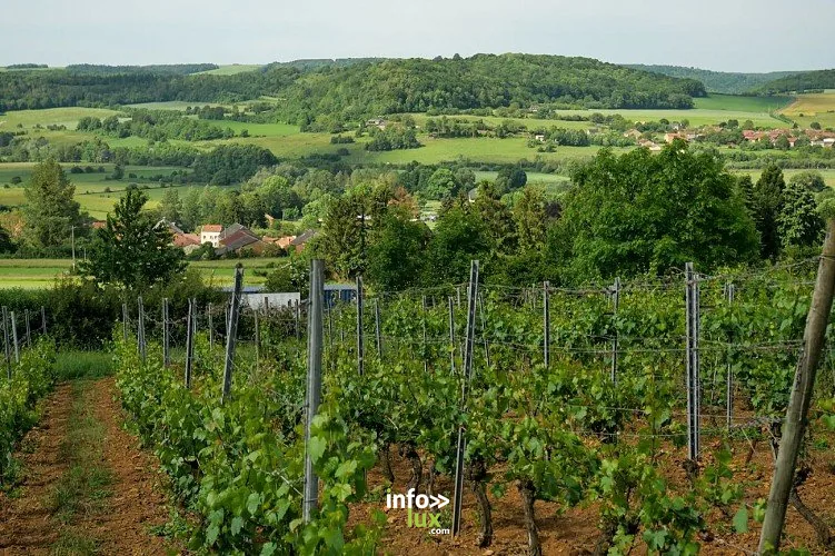 La Provençale à Rouvroy : randonnée de 2,5 km (Torgny)