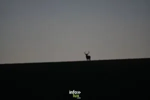 Le brame du cerf, en vrai. — Givrauval Le brame du cerf, en vrai. — Givrauval
