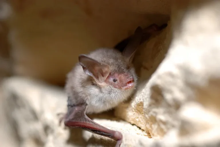 Murin de Bechstein accroche a la paroi d'une cavite, chauve-souris de nos regions