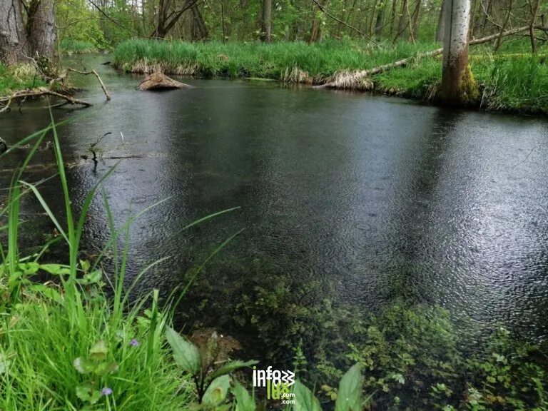 Sélestat > Sorties & Découvertes > L’Ill*Wald face au changement climatique