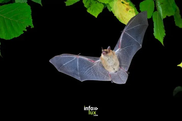 Belval-en-Argonne > Sorties & Découvertes > Nuit internationale de la chauve-souris