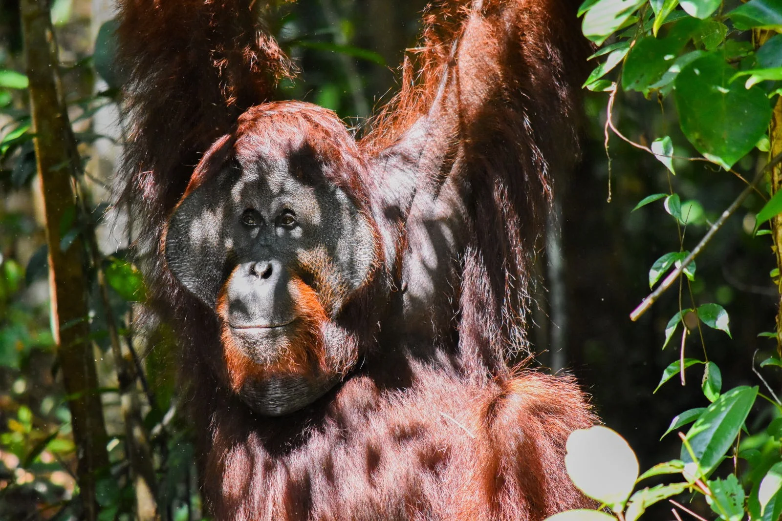 Orang-outan sauvage a Sebangau, Borneo Orang-outan de Borneo a l'etat sauvage dans la foret tourbeuse du parc national de Sebangau