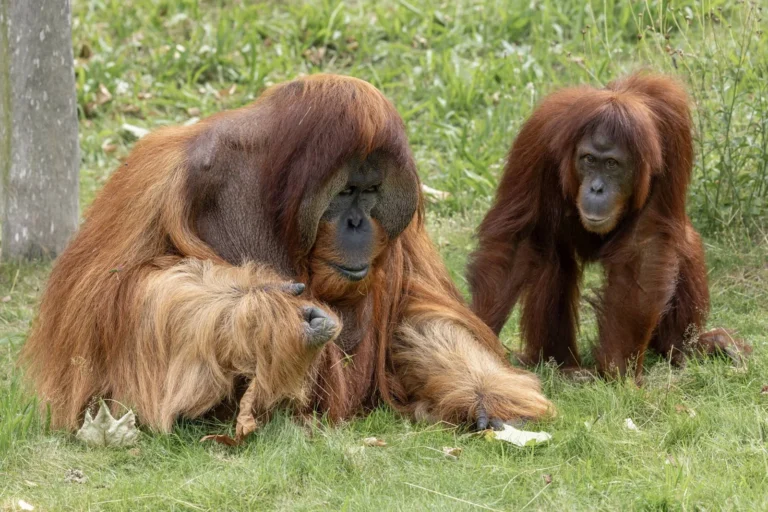 Pairi Daiza met les orangs-outans à l’honneur les 15 et 16 août