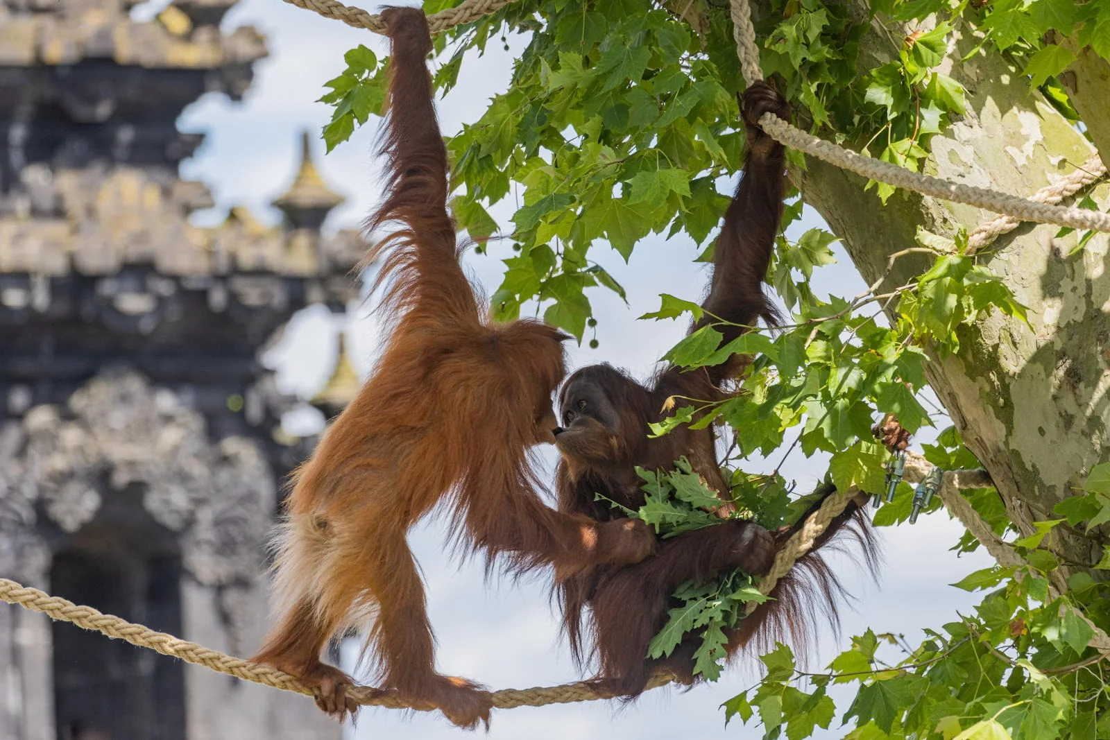 Orang-outan au Temple des Fleurs - Pairi Daiza Orang-outan suspendu a une corde devant l'architecture du Temple des Fleurs a Pairi Daiza