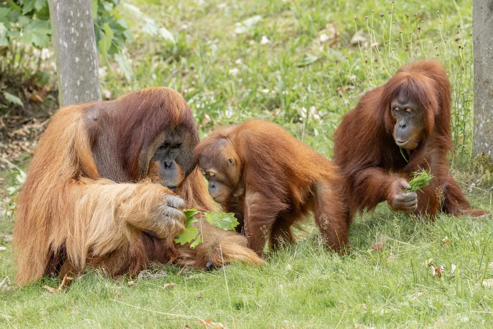 Groupe familial d'orangs-outans - Pairi Daiza Groupe familial d'orangs-outans en train de manger des feuillages a Pairi Daiza