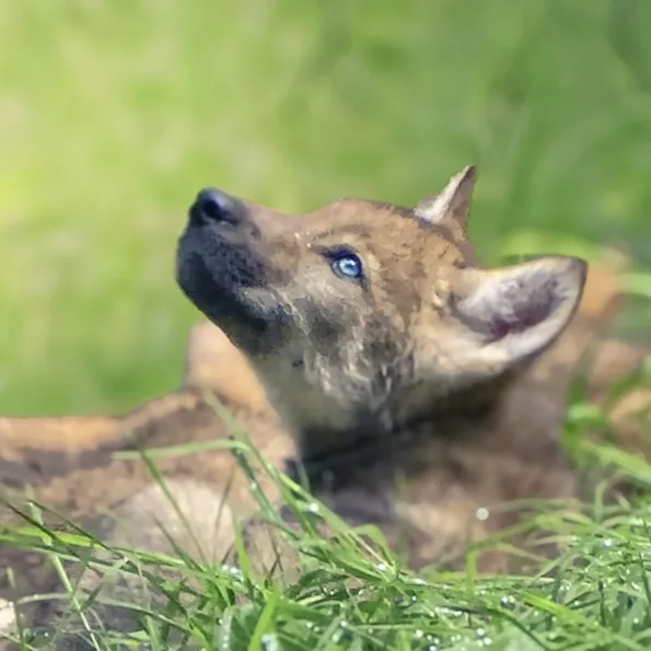 Un jeune loup couché dans l'herbe, au parc animalier du Domaine des Grottes de Han
