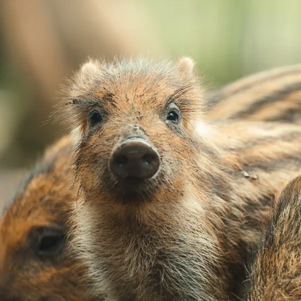 Gros plan sur un marcassin dans le parc animalier du Domaine des Grottes de Han