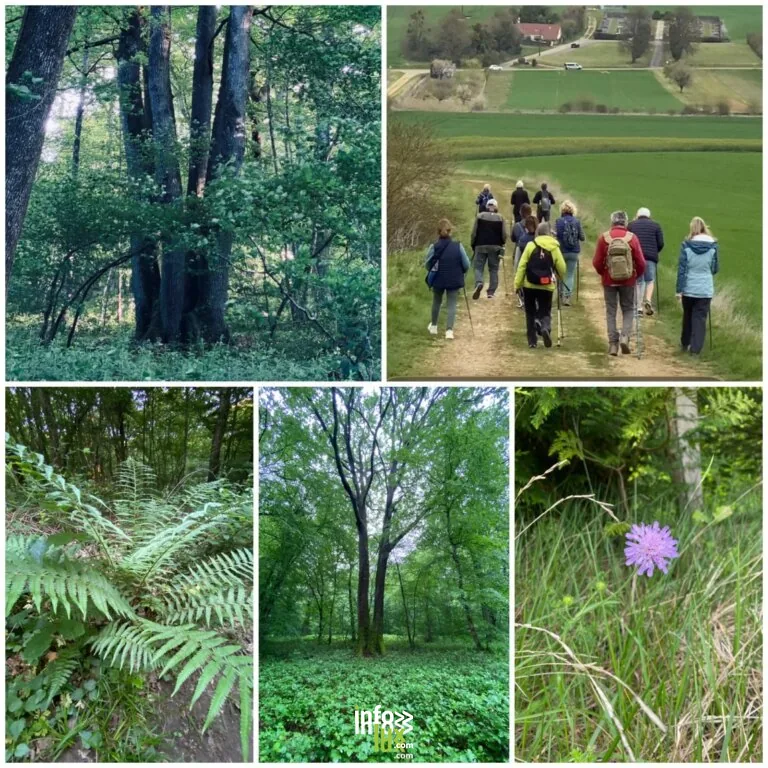 Vauchassis > Balade & Randonnée > Partez à la découverte du patrimoine paysager et forestier