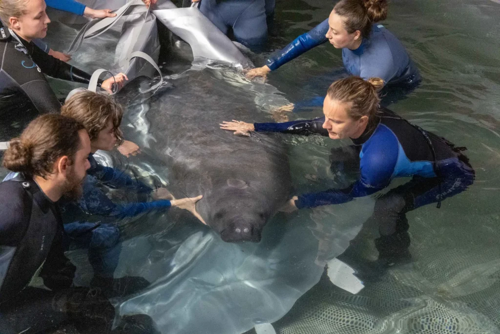 Pairi Daiza : Pepino, quatrième lamantin arrivé à Edenya, et des femelles espérées
