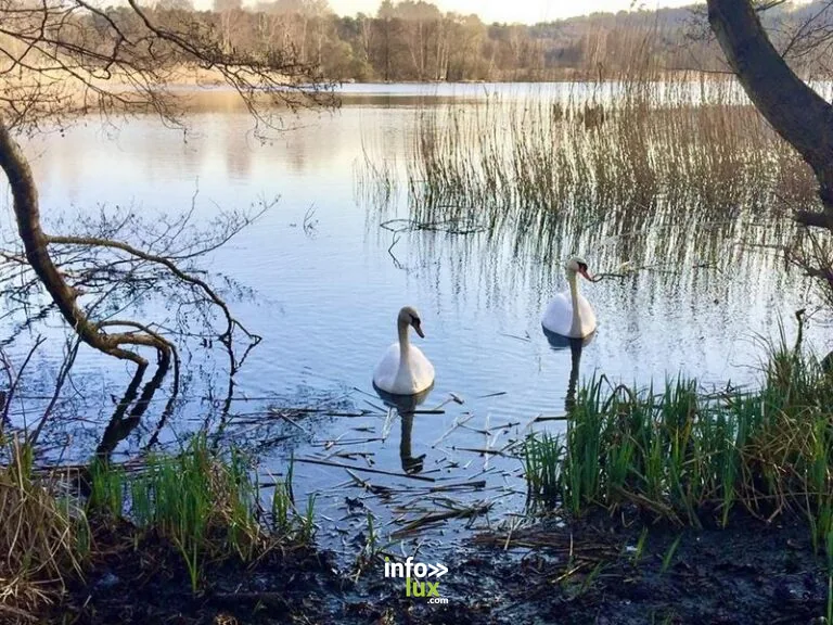 Aire de pique-nique du Marais de la Heide à Ham-sous-Varsberg