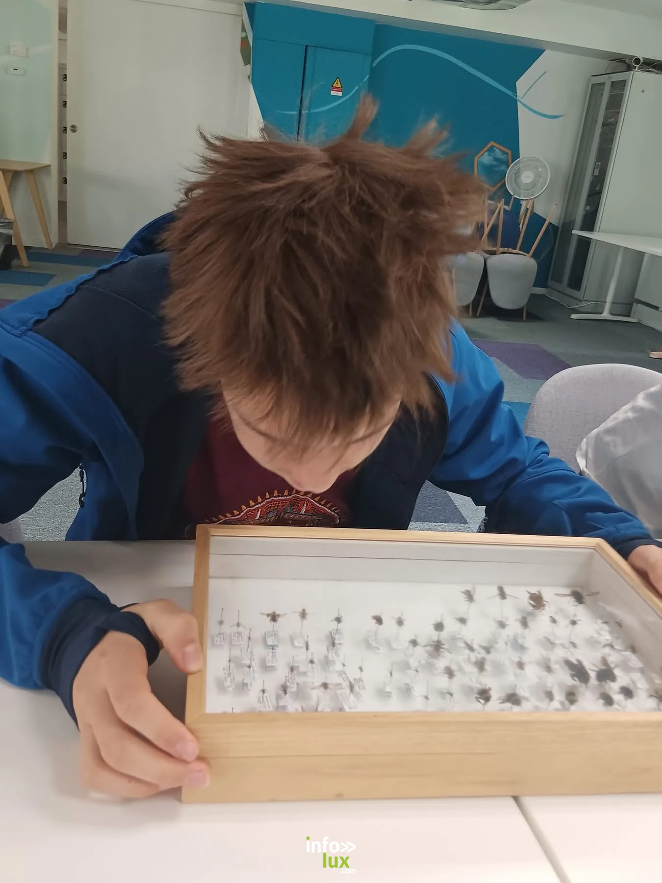 Boîte d'entomologie observée par un enfant