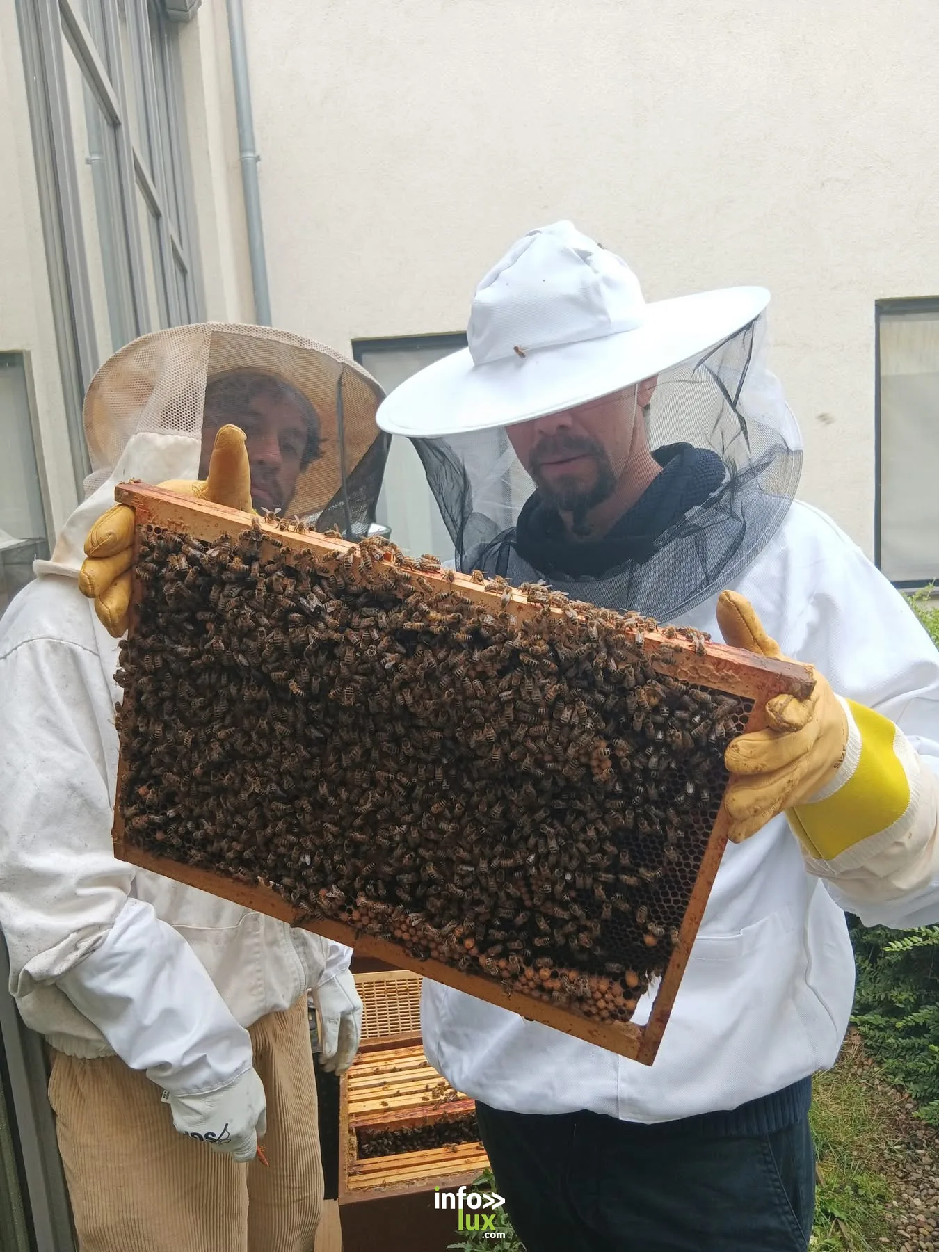 Un cadre d'abeilles présenté aux enfants